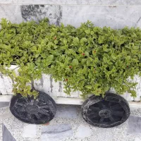 گلدان طرح گاری