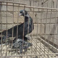 ماده زاغ پا پر