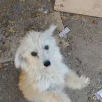 سک پا کوتاه|سگ|اردبیل, |دیوار