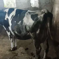 گاوشیری هلشتاین