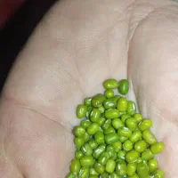 ماش درجه ۱|خوردنی و آشامیدنی|اهواز, کمپلو شمالی|دیوار