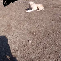 سلام سگ ماده سراب ۸ ماهه