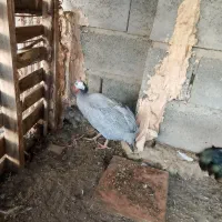 مرغ شاخدار فروشی|حیوانات مزرعه|میناب, |دیوار