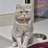 گربه اسکاتیش فولد