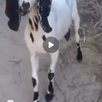 فروش کفش کار و بز آوست
