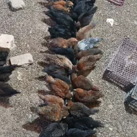 جوجه مرغ 35 روزه واکسن خورده سالم سرحال
