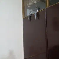 عروس‌هلندی|پرنده|سنقر, |دیوار