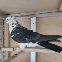 کبوتر|پرنده|آباده, |دیوار