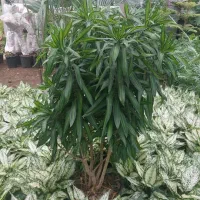 مسئول فنی واردات سموم شیمیایی