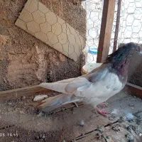 کفتر جفتی|پرنده|رفسنجان, |دیوار