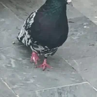 جفت کله دم آبادانی زیر قیمت