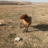 میش|حیوانات مزرعه|مشهد, ویلاشهر|دیوار