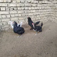 مرغ تخمگذار مرندی ، گلین و برهما|حیوانات مزرعه|خمینی‌شهر, |دیوار