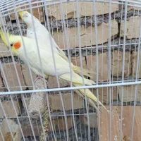 دو جفت عروس هلندی لوتینو