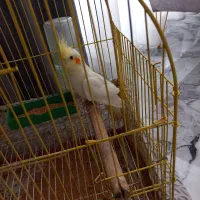 جوجه عروس