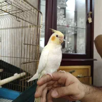 عروس هلندی لوتینو