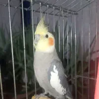 عروس هلندی|پرنده|خرمآباد, |دیوار