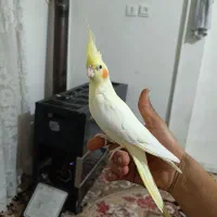 عروس هلندی|پرنده|تهران, تولید دارو|دیوار