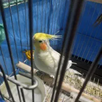 فروش فوری عروس هلندی و مرغ عشق|پرنده|شهرضا, |دیوار