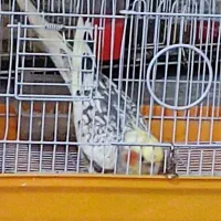 عروس هلندی دوعدد