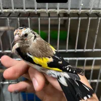 جوجه سهره نر درجه یک