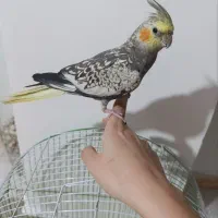 یک عدد عروس هلندی دستی رام بازی کوش|پرنده|قدس, شهرقدس|دیوار