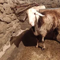 قوچ پلنگی|حیوانات مزرعه|صحنه, |دیوار