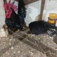 فروش یک جفت جاپنیز