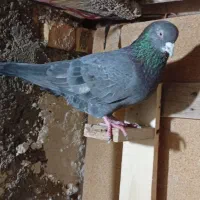 کبوتر|پرنده|خرمشهر, |دیوار