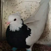 طوقی کرمانشاه