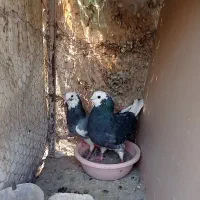 شازده . تهرانی|پرنده|اصفهان, خوراسگان|دیوار