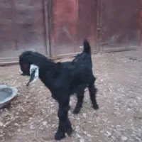 میش و بز