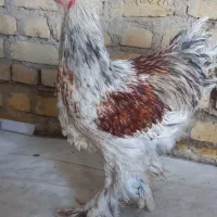 برهما گله مرغ و خروس جوجه برهما فیروزآباد فارس|حیوانات مزرعه|شیراز, شهرک سراج|دیوار