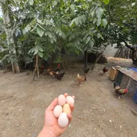 تخم مرغ گلین وتخم مرغ محلی اصیل