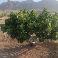 فروش ملک انجیر روبه روتپه شهدا