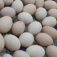 تخم مرغ محلی