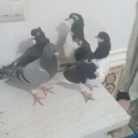 فروش چهارعددکبوتر|پرنده|جنت, |دیوار