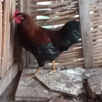 خروسمحلی|حیوانات مزرعه|بندر ترکمن, |دیوار