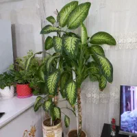 دو عدد گل دیفن درجه یک و بزرگ