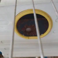 یک جفت عروس هلندی|پرنده|خرمشهر, |دیوار