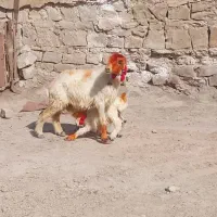 میش کری شیرابابره ماده