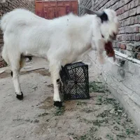 بز و نربز گلابی|حیوانات مزرعه|خاش, |دیوار