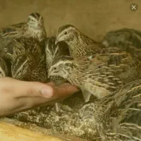 بلدرچین تخمگذار