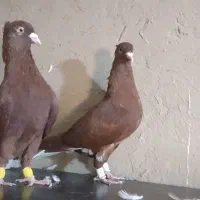 جفت سرخ دم سفید|پرنده|برازجان, |دیوار