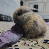 خرگوش پشمالو