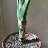 گل دیفن در پونک|گل و گیاه طبیعی|تهران, المهدی|دیوار