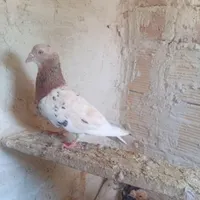 زرد هفت رنگ ماده