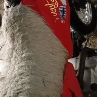 مینی جترو ۹۰|موتورسیکلت|تهران, وصفنارد|دیوار