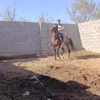 اسب کرد پرخون|اسب و تجهیزات اسبسواری|شبستر, |دیوار