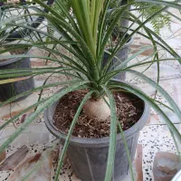 گل و گیاه،لیندا فقط ۱۵۰ تومن